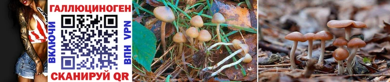 Псилоцибиновые грибы Cubensis Чегем